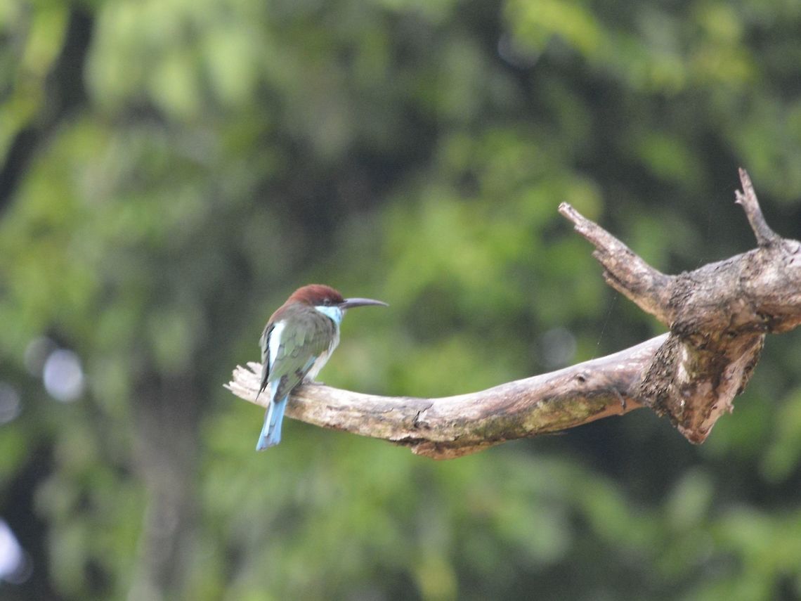 Blue-throated Bee-eater - Merops viridis  Bird,Blue-throated bee-eater,Geotagged,Malaysia,Merops viridis,Sandakan,Summer