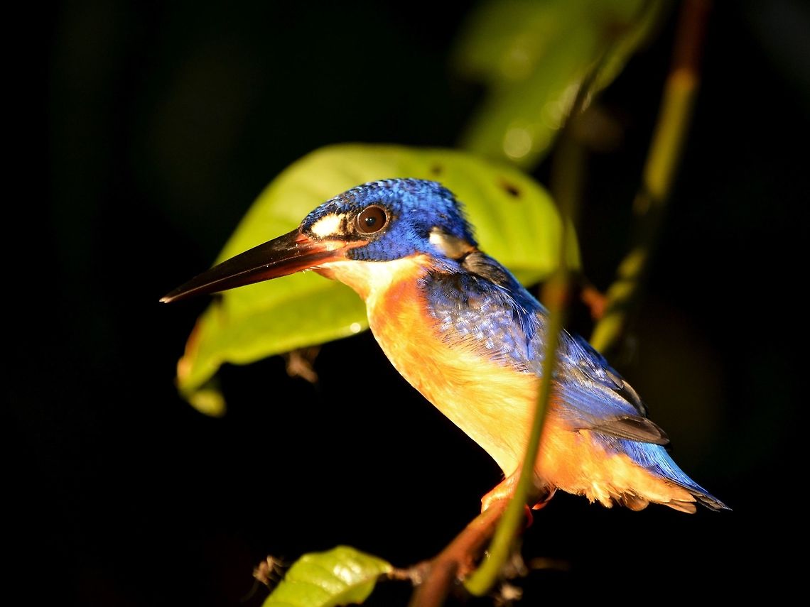 Blue-eared Kingfisher - Alcedo meninting  Alcedo meninting,Bird,Blue-eared Kingfisher,Geotagged,Kingfisher,Malaysia,Sandakan,Summer