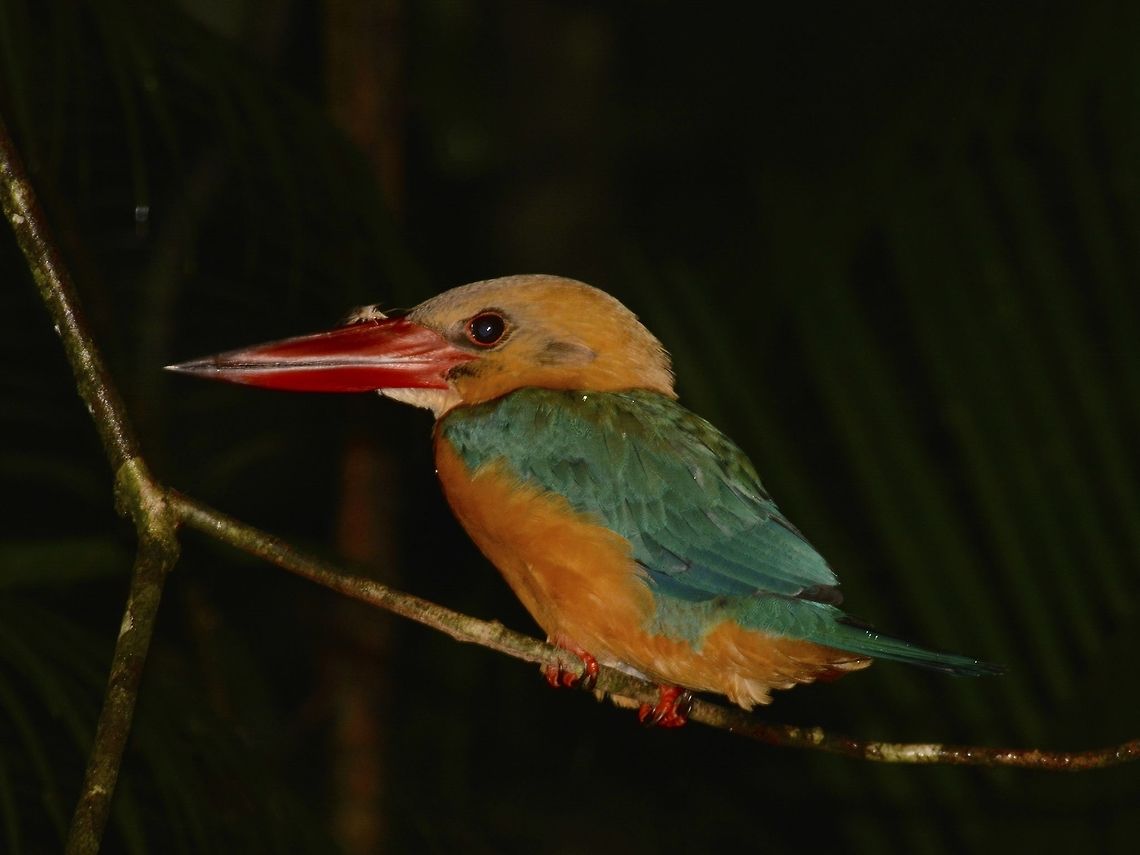 Stork-billed Kingfisher - Pelargopsis capensis  Bird,Geotagged,Kingfisher,Malaysia,Pelargopsis capensis,Sandakan,Stork-billed Kingfisher,Summer