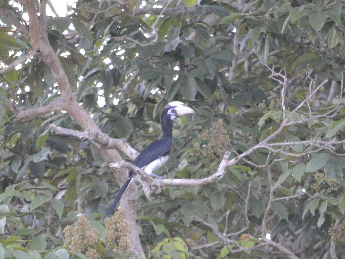 Oriented Pied Hornbill - Anthracoceros albirostris  Anthracoceros albirostris,Geotagged,Hornbill,Malaysia,Oriental Pied Hornbill,Sandakan,Summer,bird