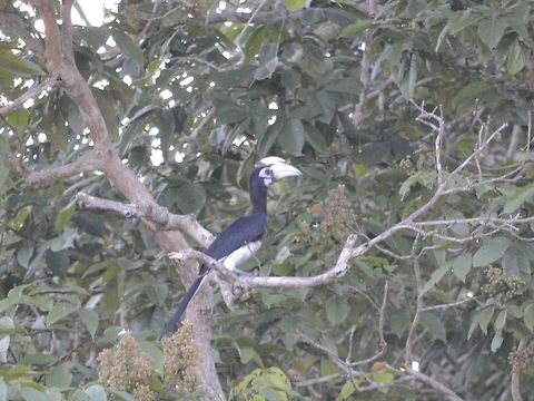 Oriented Pied Hornbill - Anthracoceros albirostris  Anthracoceros albirostris,Geotagged,Hornbill,Malaysia,Oriental Pied Hornbill,Sandakan,Summer,bird