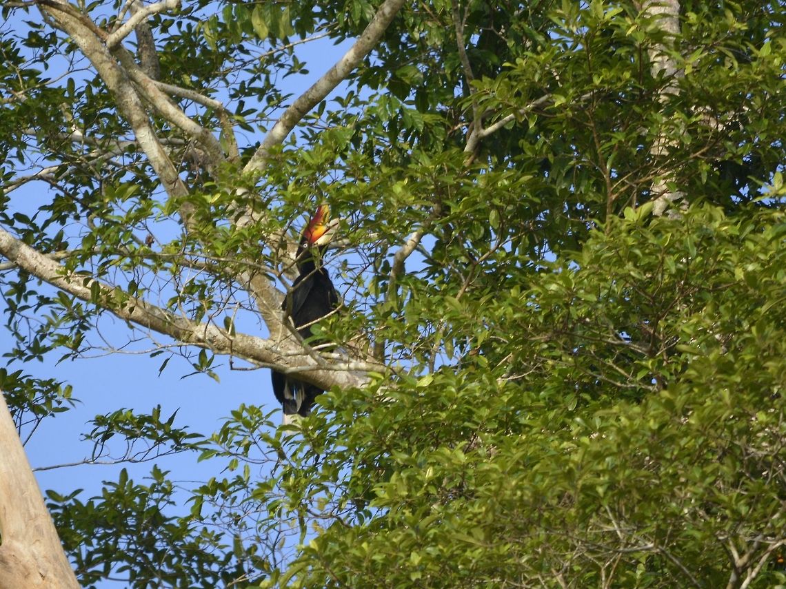 Rhinoceros Hornbill - Buceros rhinoceros  Bird,Buceros rhinoceros,Geotagged,Hornbill,Malaysia,Rhinoceros Hornbill,Sandakan,Summer
