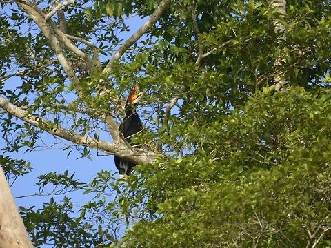 Rhinoceros Hornbill - Buceros rhinoceros  Bird,Buceros rhinoceros,Geotagged,Hornbill,Malaysia,Rhinoceros Hornbill,Sandakan,Summer