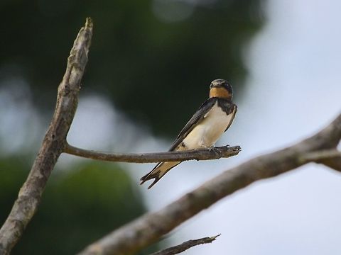 Barn Swallow - Hirundo rustica  Barn Swallow,Bird,Geotagged,Hirundo rustica,Malaysia,Sandakan,Summer,Swallow