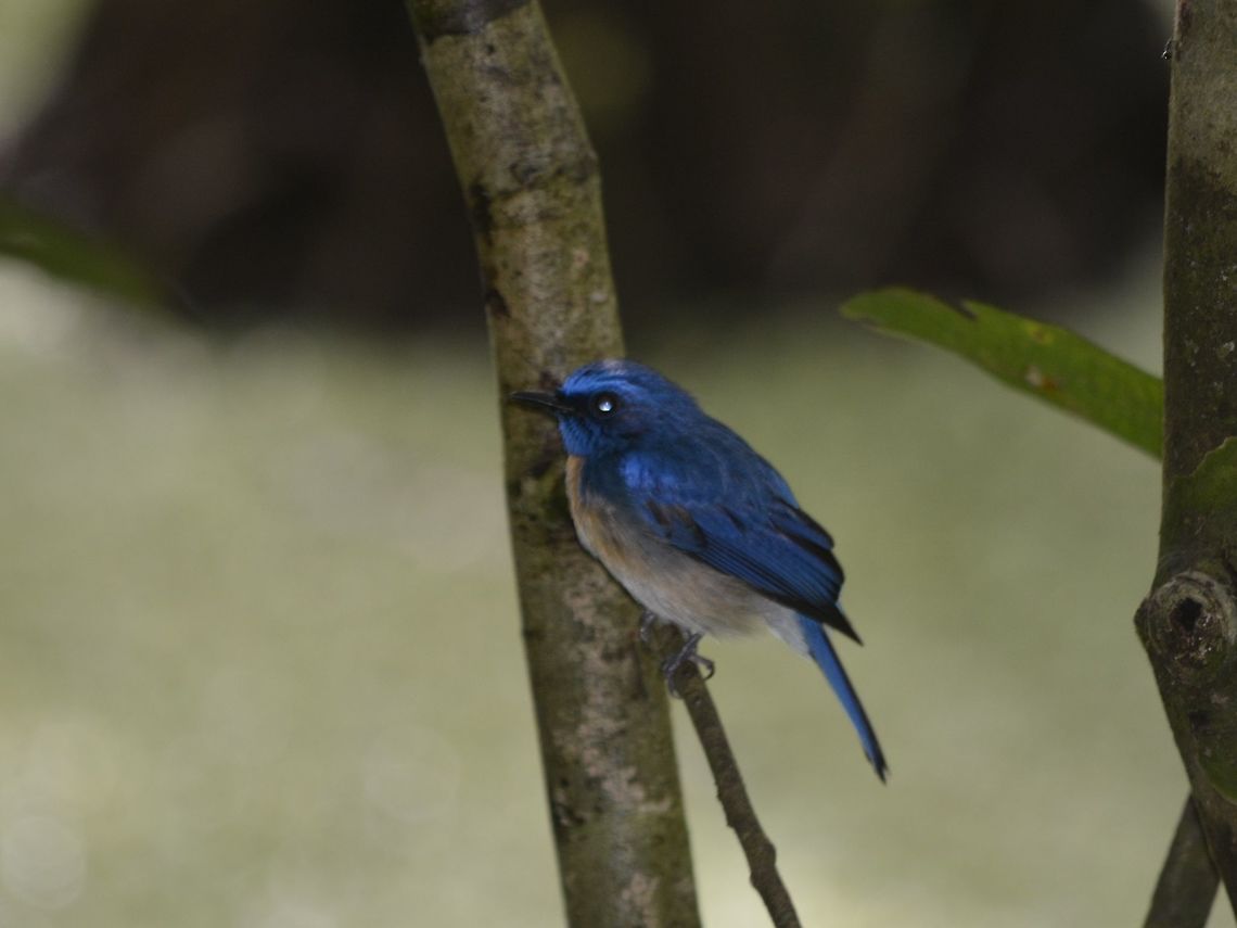 Pale-blue Flycatcher - Cyornis unicolor  Bird,Cyornis unicolor,Flycatcher,Geotagged,Malaysia,Pale blue flycatcher,Sandakan,Summer
