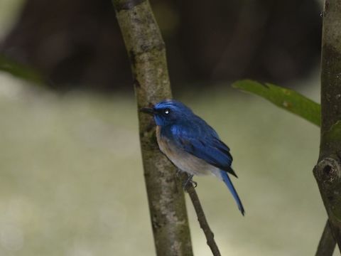 Pale-blue Flycatcher - Cyornis unicolor  Bird,Cyornis unicolor,Flycatcher,Geotagged,Malaysia,Pale blue flycatcher,Sandakan,Summer