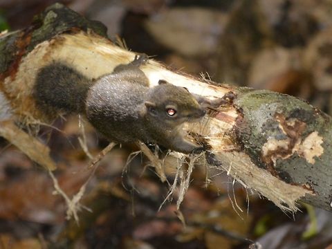 Least pygmy squirrel