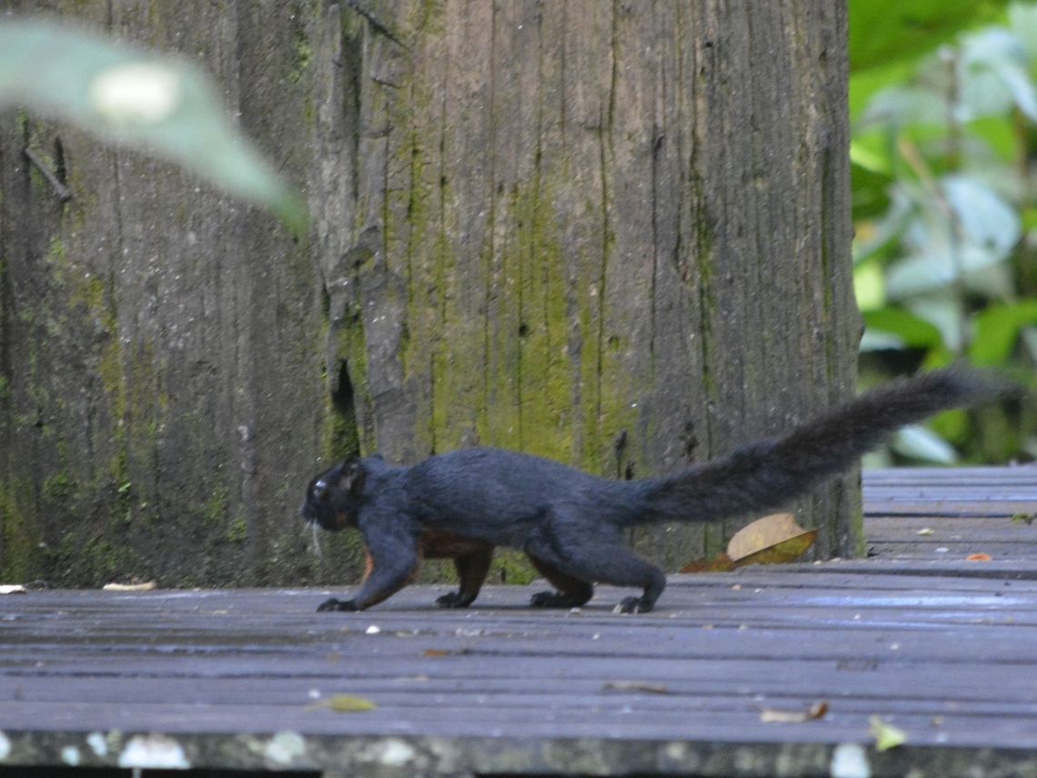 Prevost's Squirrel - Callosciurus prevostii  Callosciurus prevostii,Geotagged,Malaysia,Prevost's squirrel,Sandakan,Squirrel,Summer