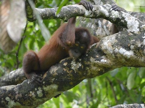 Taking a nap A young Orangutan - Pongo pygmaeus taking a nap up in the trees. Bornean orangutan,Geotagged,Kinabatangan,Malaysia,Orangutan,Pongo pygmaeus,Sandakan,Summer