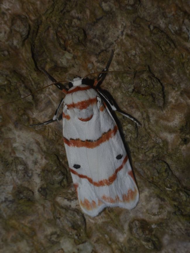 Lichen Moth - Cyana perornata  Cyana perornata,Geotagged,Lichen Moth,Malaysia,Moth,Sandakan,Summer