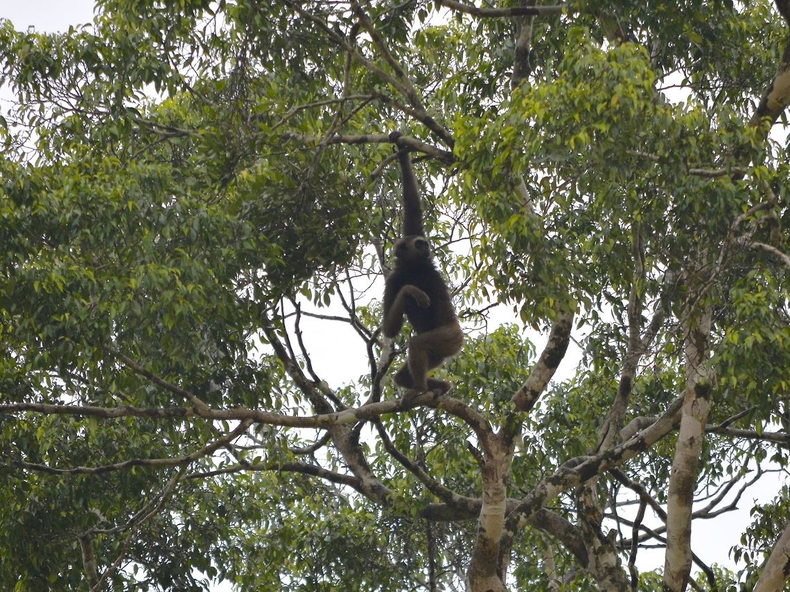 Muller's Bornean Gibbon It was quite frustrating not being able to get closer-up picture of this Muller's Bornean Gibbon - Hylobates muelleri when we were doing river cruise along Kinabatangan River. The guide knows which tree they were resting and we went there several times during the trip but it just stay at the canopy top. Geotagged,Gibbon,Hylobates muelleri,Malaysia,Müllers Bornean gibbon,Sandakan,Summer
