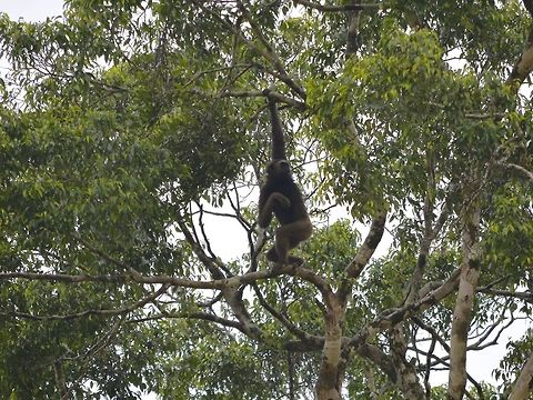 Muller's Bornean Gibbon It was quite frustrating not being able to get closer-up picture of this Muller's Bornean Gibbon - Hylobates muelleri when we were doing river cruise along Kinabatangan River.  The guide knows which tree they were resting and we went there several times during the trip but it just stay at the canopy top. Geotagged,Gibbon,Hylobates muelleri,Malaysia,M&uuml;llers Bornean gibbon,Sandakan,Summer