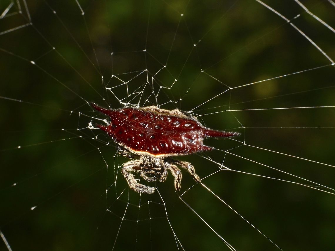 Spiny Orbweaver Spider - Gasteracantha diardi  Gasteracantha diardi,Geotagged,Malaysia,Orbweaver,Orbweaver Spider,Sandakan,Spider,Spiny Orbweaver Spider,Summer
