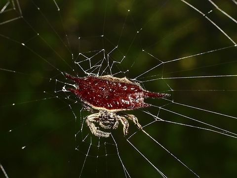 Spiny Orbweaver Spider - Gasteracantha diardi  Gasteracantha diardi,Geotagged,Malaysia,Orbweaver,Orbweaver Spider,Sandakan,Spider,Spiny Orbweaver Spider,Summer