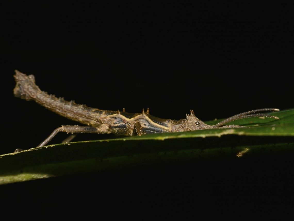 Stick Insect, Phasmid - Dares verrucosus verrucosus  Dares verrucosus,Dares verrucosus verrucosus,Geotagged,Malaysia,Phasmid,Sandakan,Stick Insect,Summer