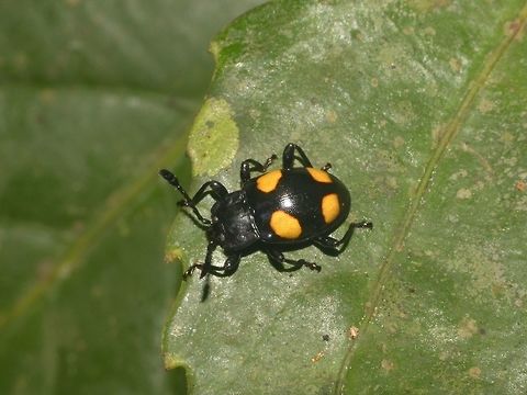 Yellow-spotted Fungus Beetle - Eumorphus quadriguttatus Small in size, this Yellow-spotted Fungus Beetle - Eumorphus quadriguttatus has 4 yellow spots on its back. Beetle,Eumorphus quadriguttatus,Four spotted handsome fungus beetle,Fungus Beetle,Geotagged,Malaysia,Sandakan,Summer