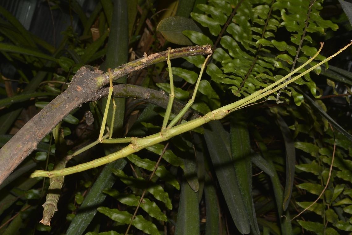 Stick Insect, Phasmid This is a female Phasmid of the species Pharnacia ponderosa.<br />
However, 2 Taxanomists from Philippines described specimens from this same location i.e. Sibuyan Island as a new species - Pharnacia magdiwang only to be synonymised by their European counterparts to Pharnacia ponderosa.<br />
<br />
If it is Pharnacia ponderosa, then the species is quite widespread in the island of Luzon and other neighbouring islands. Probably only DNA tests of specimens of different locality will determine if they are all one and the same species. Geotagged,Pharnacia ponderosa,Phasmid,Philippines,Sibuyan,Stick Insect,Summer