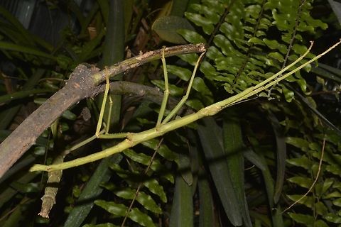 Stick Insect, Phasmid This is a female Phasmid of the species Pharnacia ponderosa.
However, 2 Taxanomists from Philippines described specimens from this same location i.e. Sibuyan Island as a new species - Pharnacia magdiwang only to be synonymised by their European counterparts to Pharnacia ponderosa.

If it is Pharnacia ponderosa, then the species is quite widespread in the island of Luzon and other neighbouring islands.  Probably only DNA tests of specimens of different locality will determine if they are all one and the same species. Geotagged,Pharnacia ponderosa,Phasmid,Philippines,Sibuyan,Stick Insect,Summer