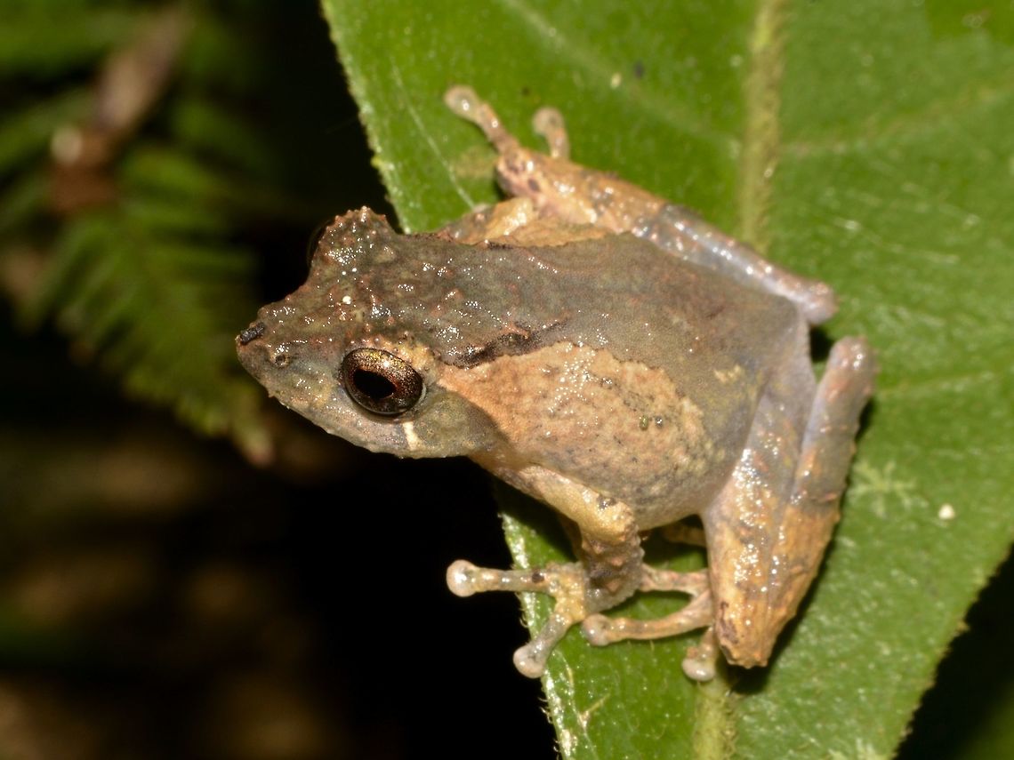 Peter's Bush Frog The Peter's Bush Frog - Philautus petersi is a species of frog in the Rhacophoridae family. It is found in Indonesia, Malaysia, Thailand, and possibly Brunei. Its natural habitats are subtropical or tropical moist lowland forests and subtropical or tropical moist montane forests. It is threatened by habitat loss. Geotagged,Kinabalu Park,Malaysia,Peter's Bush Frog,Philautus petersi,Summer,sabah