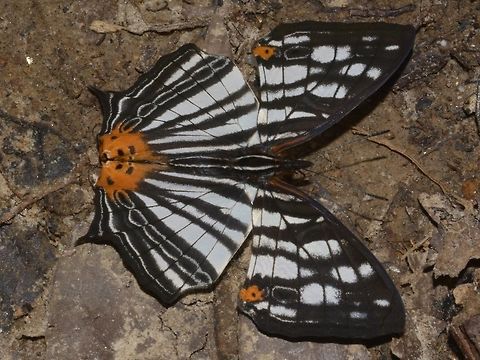 Common Mapwing - Cyrestis maenalis  Butterfly,Common Mapwing,Cyrestis maenalis,Geotagged,Kinabalu Park,Malaysia,Summer,sabah