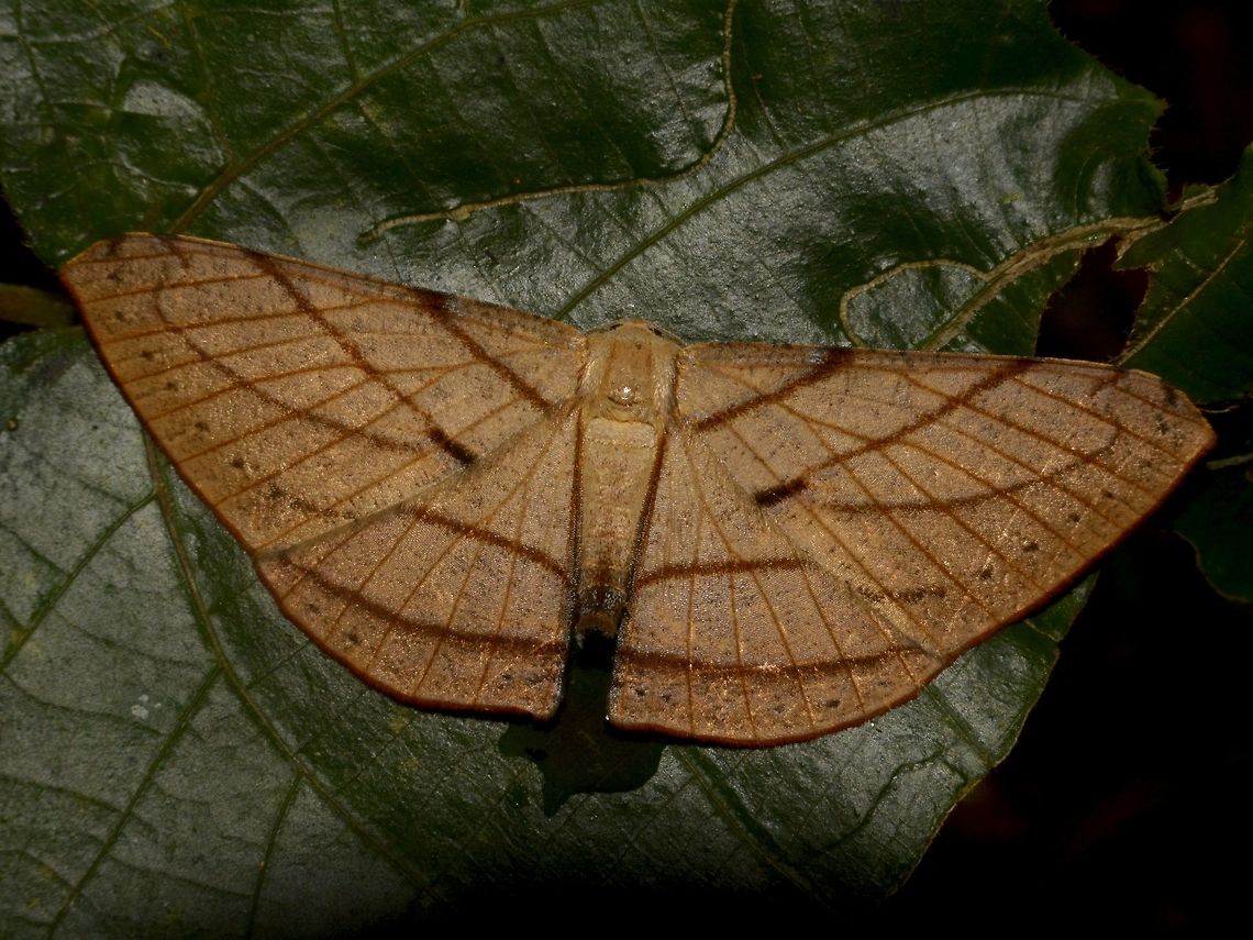 Geometrid Moth - Dalima patularia This Geometrid Moth - Dalima patularia is medium size, around 5 cm and looks like a dead leaf. Dalima patularia,Geometrid Moth,Geotagged,Kinabalu Park,Malaysia,Moth,Summer,moth week 2018,sabah