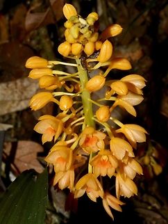 Beautiful Calanthe Orchid - Calanthe pulchra  Beautiful Calanthe Orchid,Calanthe Orchid,Calanthe pulchra,Geotagged,Kinabalu Park,Malaysia,Orchid,Summer,sabah