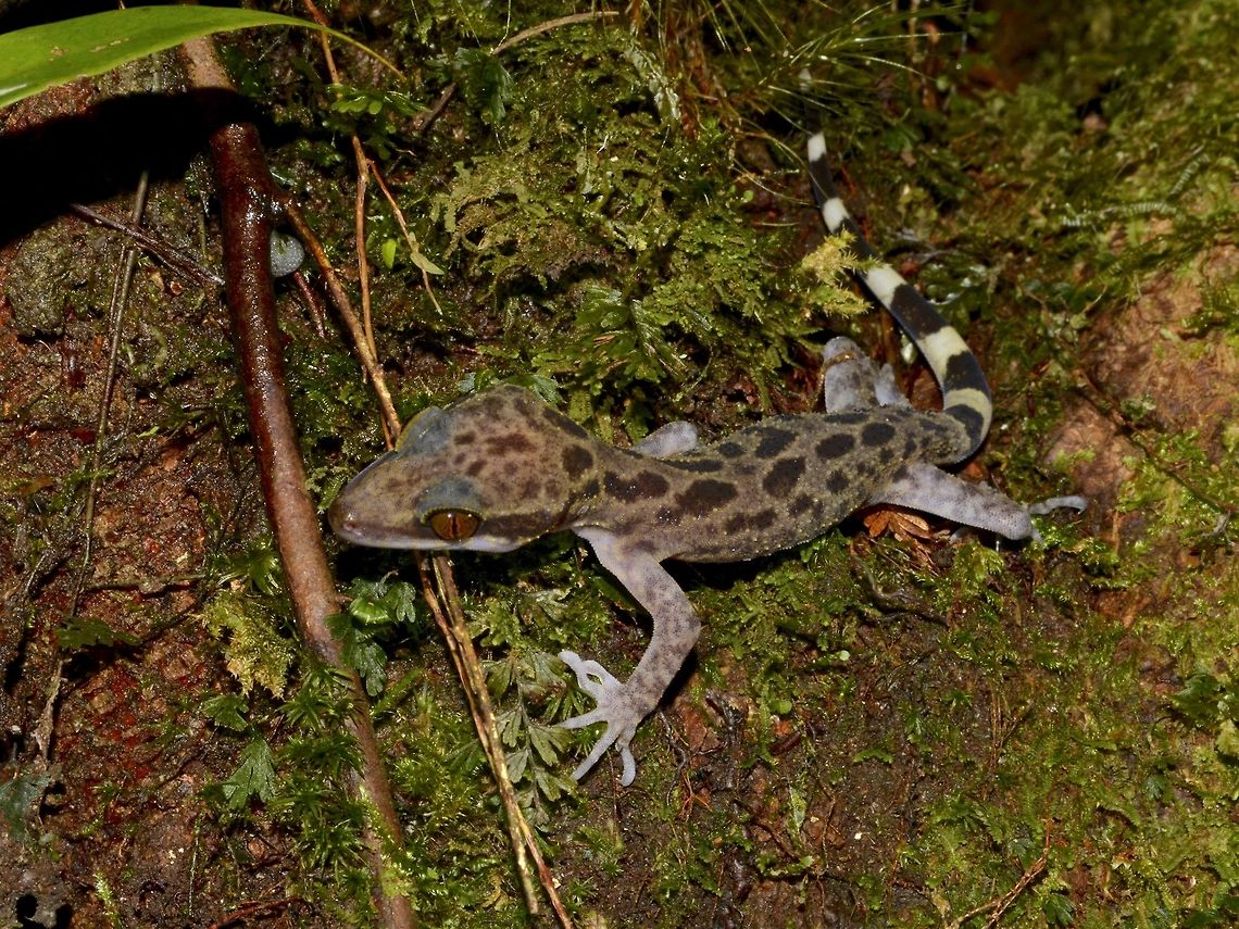 Kinabalu Angle-toed Gekko This species; Kinabalu Angle-toed Gekko - Cyrtodactylus baluensis occurs in the primary montane forests of Sabah, Northeast Borneo, mainly between 900 and 2200 metres elevation, although there are reports of its occurrence down to 200 metres in other parts of northern Borneo. At night it can be found clinging to gnarled tree trunks at eye-level or in crevices at the base of trees.  <br />
<br />
Its dorsal colour is light brown or fawn, with regular brownish-black bands crossing the body and tail. The back of the head may have a similar, but more broken, pattern, or it may be plainly coloured light brown. It lays two rounded eggs under the soil.  Cyrtodactylus baluensis,Gekko,Geotagged,Kinabalu Angle-toed Gecko,Kinabalu Park,Malaysia,Summer,sabah