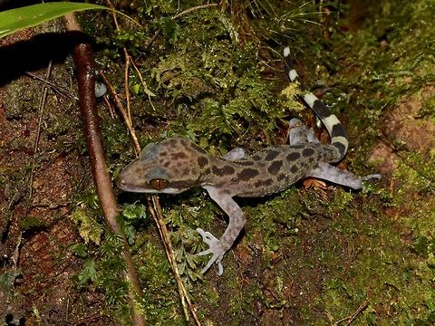 Kinabalu Angle-toed Gecko