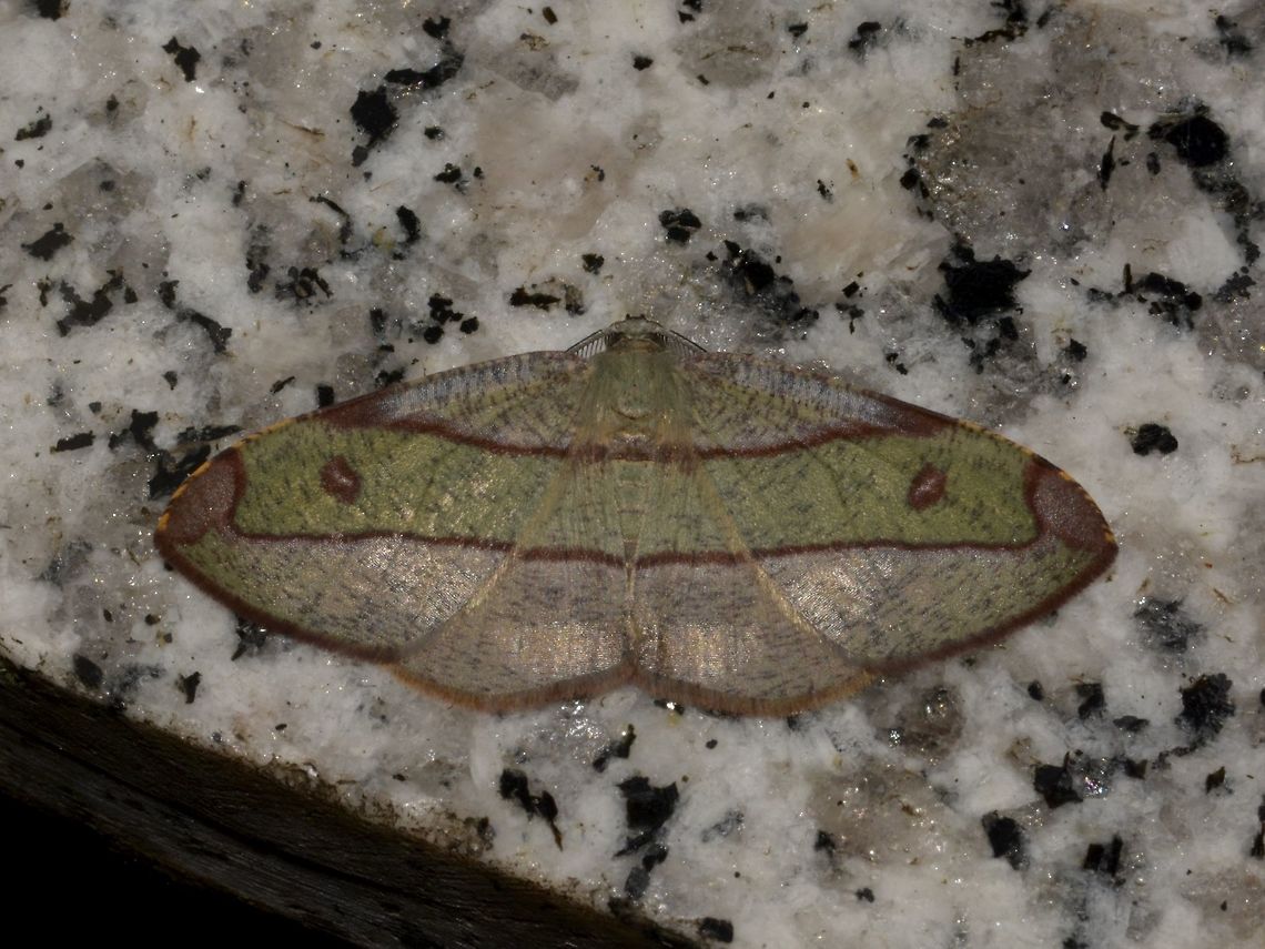 Geometrid Moth - Hypochrosis hyadaria This Geometrid Moth - Hypochrosis hyadaria showed up outside my room at night during my stay at Kinabalu Park. Geotagged,Hypochrosis hyadaria,Kinabalu Park,Malaysia,Moth,Summer,sabah