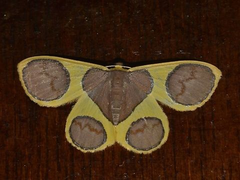 Geometrid Moth This Geometrid Moth - Plutodes flavescens, size around 2 cm showed up at night outside my room during my stay at Kinabalu Park. Geometrid Moth,Geotagged,Kinabalu Park,Malaysia,Moth,Plutodes flavescens,Summer,sabah