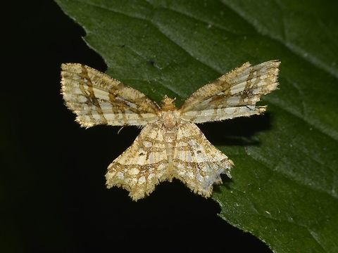 Crambid Moth - Fritillerynnis clathraria  Crambid Moth,Fritillerynnis clathraria,Geotagged,Kinabalu Park,Malaysia,Moth,Summer,sabah
