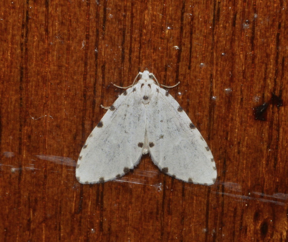 Erebid Moth - Metaemene hampsoni  Erebid Moth,Geotagged,Kinabalu Park,Malaysia,Metaemene hampsoni,Moth,Summer,sabah