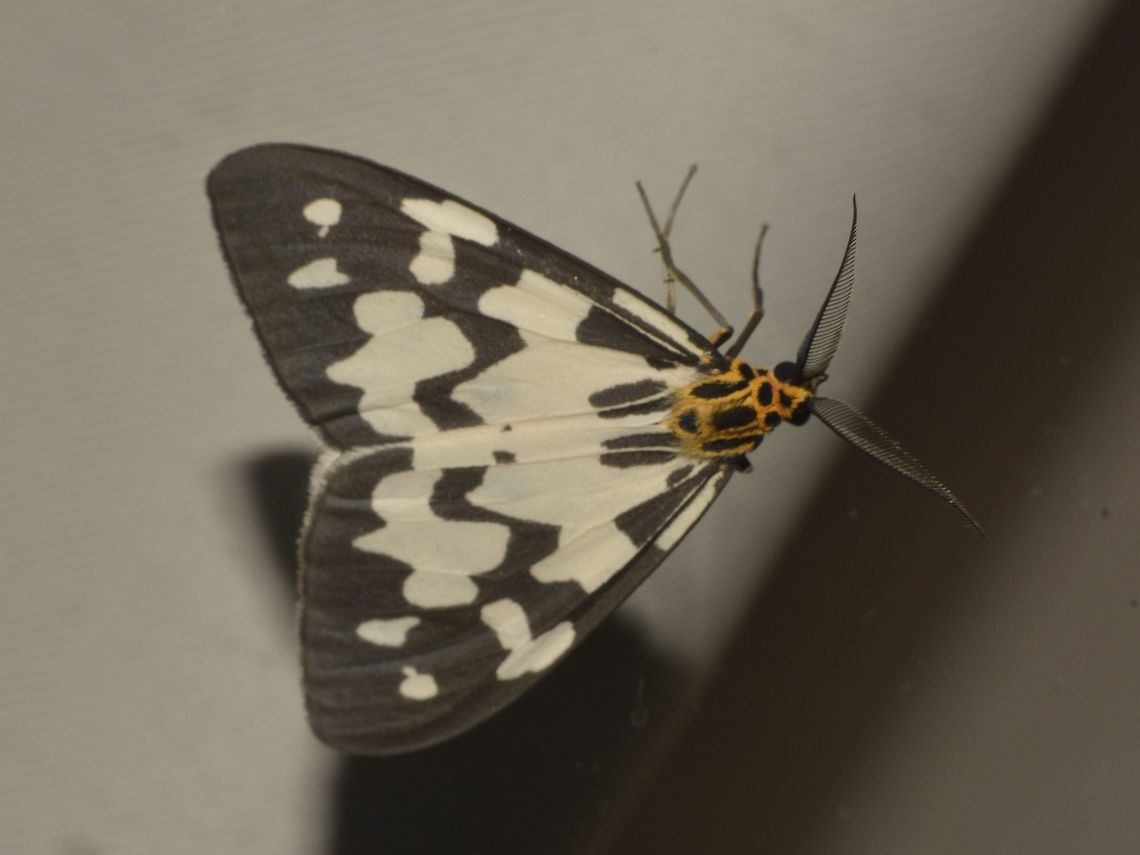 Artiid Moth - Nyctemera ludekingii There are three black discal patches on the hindwing; the blackish border is continuous but with an irregular, deeply zig-zag inner margin. The abdomen is yellow, ringed on each segment with black.<br />
<br />
Habitat preference. The records from Kinabalu are mainly from around 1200m though the species ranges from 1000m to 2000m. Arctiid Moth,Geotagged,Kinabalu Park,Malaysia,Moth,Nyctemera ludekingii,Summer,sabah