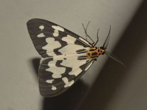 Nyctemera ludekingii