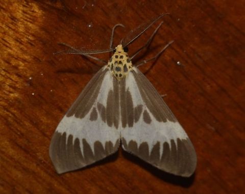 Nyctemera kinabaluensis