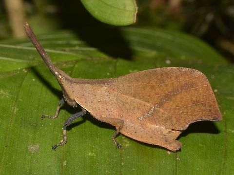 Forest Leaf Mimicking Grasshopper - Systella rafflesii This Forest Leaf Mimicking Grasshopper - Systella rafflesii can be seen in green or brown and shades in between. Forest Leaf Grasshopper,Geotagged,Grasshopper,Kinabalu Park,Malaysia,Summer,Systella rafflesii,sabah