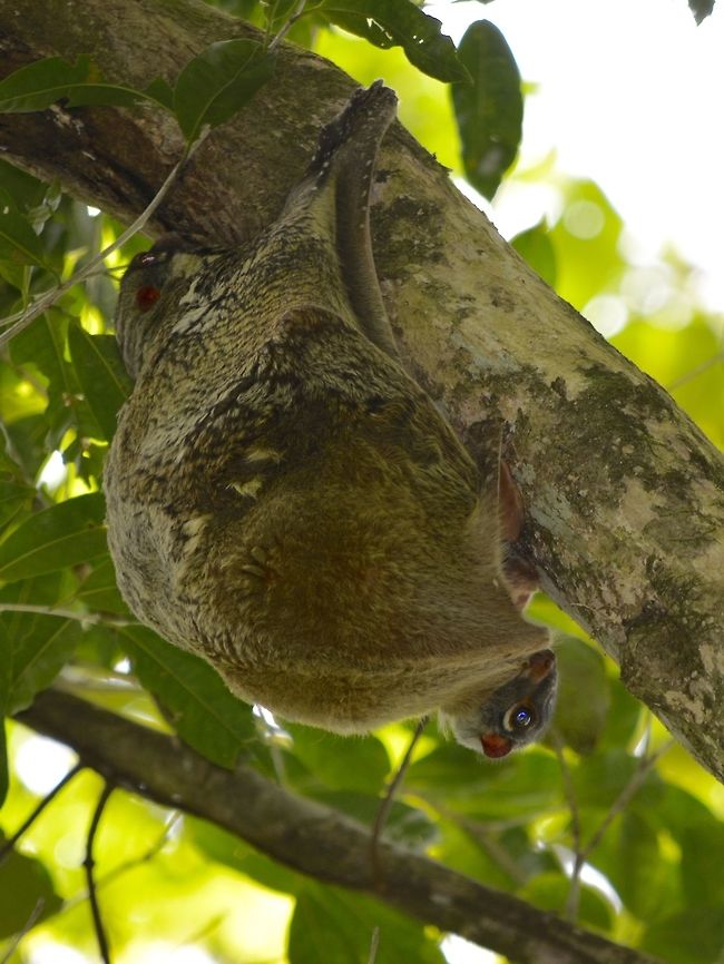 Peekaboo This Sunda Flying Lemur - Galeopterus variegatus is carrying a baby and it is peeking out from the bottom, a cutie :D Bako,Fall,Flying Lemur,Galeopterus variegatus,Geotagged,Lemur,Malaysia,Sarawak,Sunda flying lemur