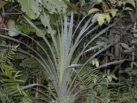 Pandanus At Bako National Park, they put up an ID sign next to this Pandanus as Pandanus odoratissimus, which is a synonym. Bako,Fall,Geotagged,Malaysia,Pandan,Pandanus,Pandanus odoratissimus,Pandanus odorifer,Sarawak