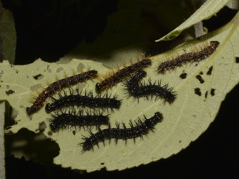 Caterpillars of Common Jester Butterfly - Symbrenthia lilaea  Caterpillars,Common Jester,Fall,Geotagged,Mayoyao,Philippines,Symbrenthia lilaea