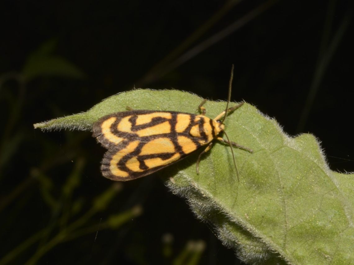 Lichen Moth - Xanthetis luzonica  Fall,Geotagged,Lichen Moth,Mayoyao,Moth,Philippines,Xanthetis,Xanthetis luzonica