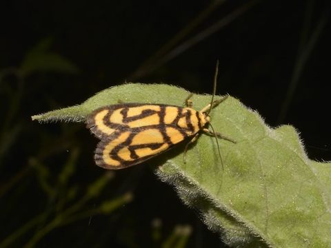 Lichen Moth - Xanthetis luzonica  Fall,Geotagged,Lichen Moth,Mayoyao,Moth,Philippines,Xanthetis,Xanthetis luzonica