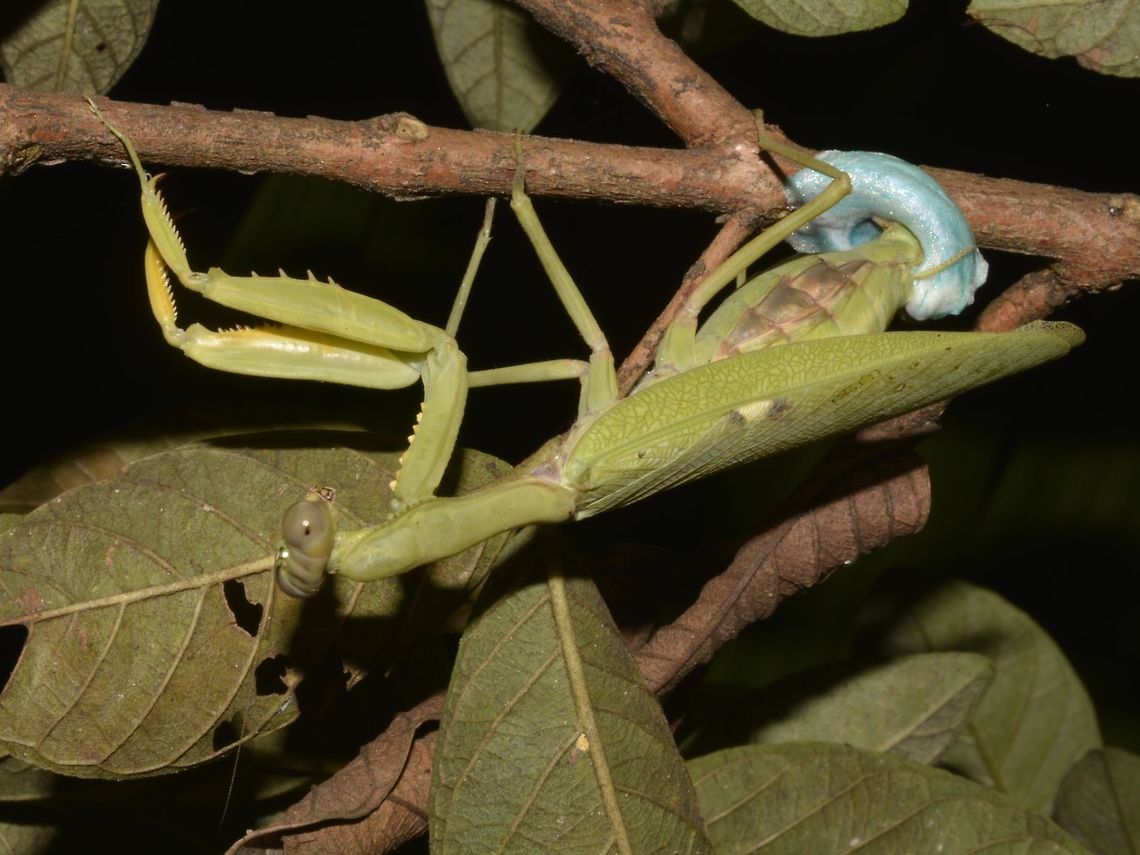 Laying eggs in blue ootheca This Giant Asian Mantis - Hierodula sp was seen laying her eggs in her blue coloured ootheca.  Freshly laid Ootheca can be bluish in colour and will turns to brown after a few days.<br />
<br />
Update : Not definitely sure, possibly Hierodula tenuidentata; there are 2 sub-species :<br />
- Hierodula tenuidentata darvasica Lindt, 1963<br />
- Hierodula tenuidentata tenuidentata Saussure, 1869 Fall,Geotagged,Giant Asian Mantis,Hierodula,Hierodula sp,Hierodula tenuidentata,Mantis,Mayoyao,Philippines,Praying Mantis