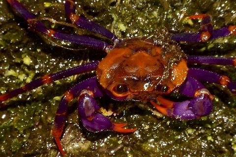 Flambuoyant colours on this Crab This is one of the most spectacular looking land crab that I have come across so far.
There are new species of purple/violet coloured crabs from the island of Palawan but those were coastal crabs whereas this one was found in the main island of Luzon, up in the mountain of at least 1,000 masl!

I have shared this picture to other Philippines based forum but didn't get an ID.  There were a few who asked for the 'exact' location but I didn't disclosed to them. Crab,Fall,Geotagged,Land Crab,Mayoyao,Philippines