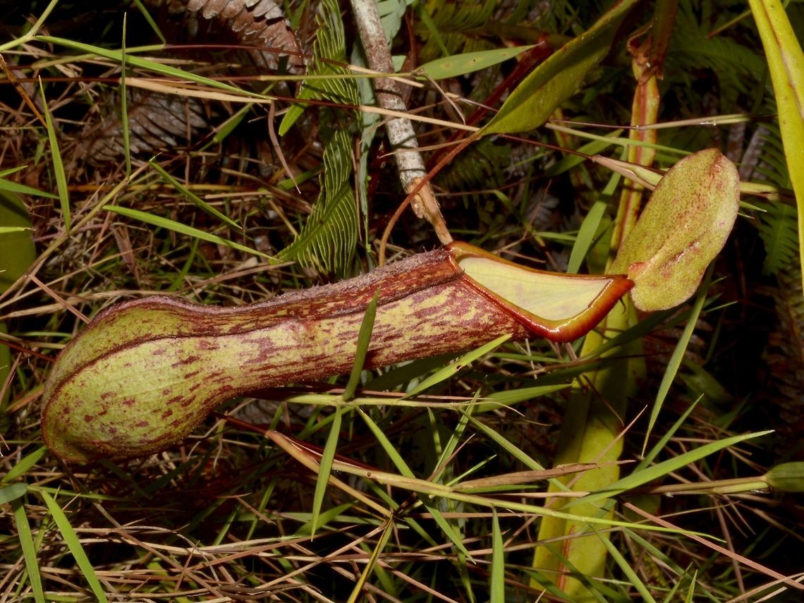 Pitcher Plant This Pitcher Plant - Nepenthes alata is one of the more common Pitcher Plant that can be found in the Philippines and is endemic to the country. Fall,Geotagged,Mayoyao,Nepenthes alata,Philippines,Pitcher Plant