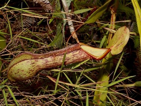 Pitcher Plant This Pitcher Plant - Nepenthes alata is one of the more common Pitcher Plant that can be found in the Philippines and is endemic to the country. Fall,Geotagged,Mayoyao,Nepenthes alata,Philippines,Pitcher Plant