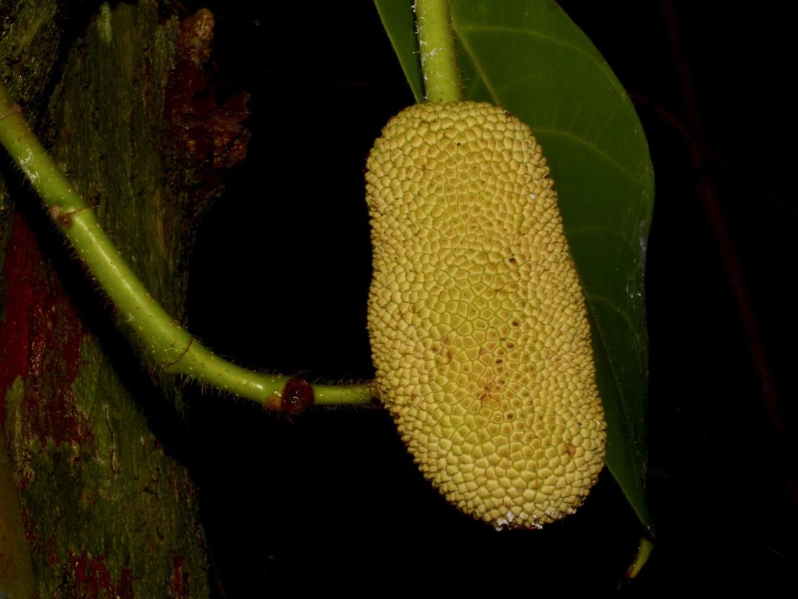 Cempedak This Cempedak (local Malaysian name) - Artocarpus integer is a very fragranted fruit. Inside each fruit, there are many seeds covered with edible flesh. This flesh can be eaten raw or my favourite, deep fried :D<br />
<br />
Like Jackfruit, they fruit, leaf and stems produce saps that is very sticky. Artocarpus integer,Fall,Geotagged,Malaysia
