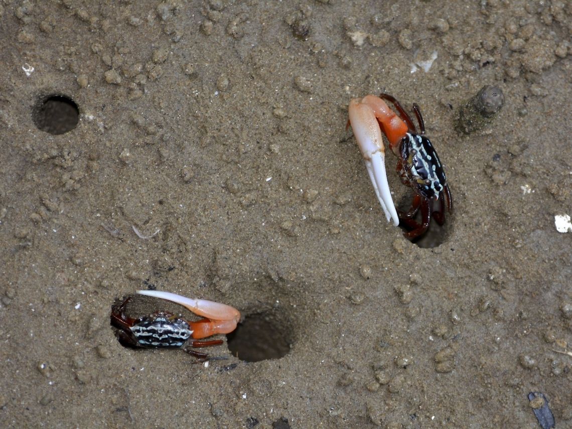 Fiddler Crab This Fiddler Crab - Uca annulipes are quite fun to observes as they scurry around the muddy area during low tide, checking out other holes and sometimes, &#039;fighting&#039; for the holes. Bako,Crab,Fall,Fiddler Crab,Geotagged,Malaysia,Sarawak,Uca annulipes