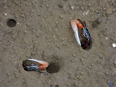 Fiddler Crab This Fiddler Crab - Uca annulipes are quite fun to observes as they scurry around the muddy area during low tide, checking out other holes and sometimes, 'fighting' for the holes. Bako,Crab,Fall,Fiddler Crab,Geotagged,Malaysia,Sarawak,Uca annulipes