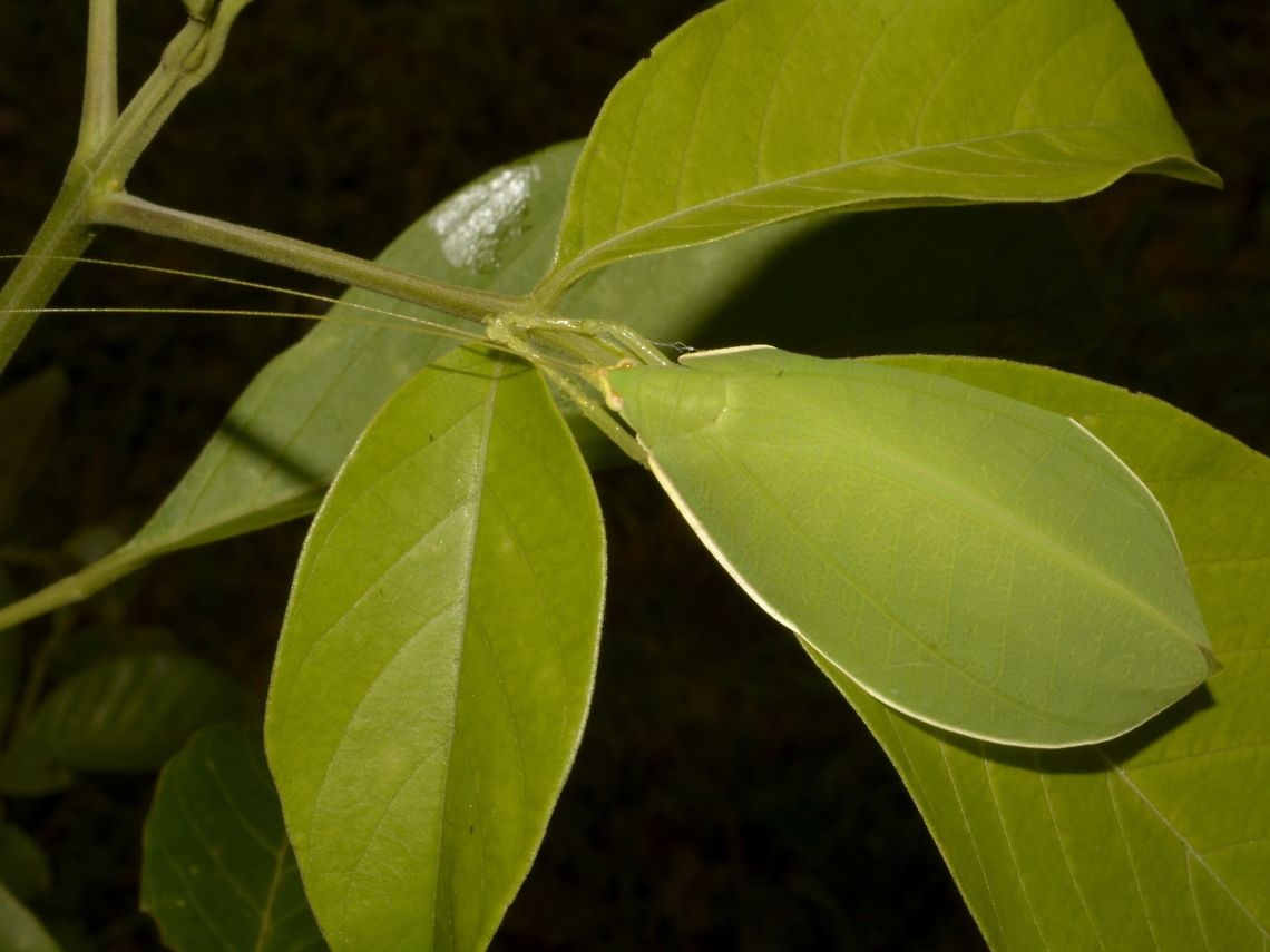I'm a Leaf! Leaf Katydid, a master of mimicry and camouflage, it even has a line at the edge to look even more like a leaf.<br />
And they have a tendency to rest with the head facing the stem/branch, with their front legs extended to the stem/branch. Bako,Fall,Geotagged,Katydid,Leaf Katydid,Malaysia,Morsimus quadratus,Sarawak