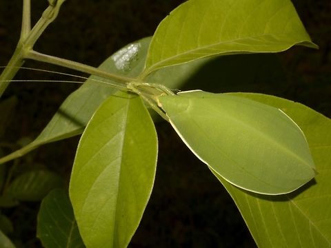 I'm a Leaf! Leaf Katydid, a master of mimicry and camouflage, it even has a line at the edge to look even more like a leaf.
And they have a tendency to rest with the head facing the stem/branch, with their front legs extended to the stem/branch. Bako,Fall,Geotagged,Katydid,Leaf Katydid,Malaysia,Morsimus quadratus,Sarawak